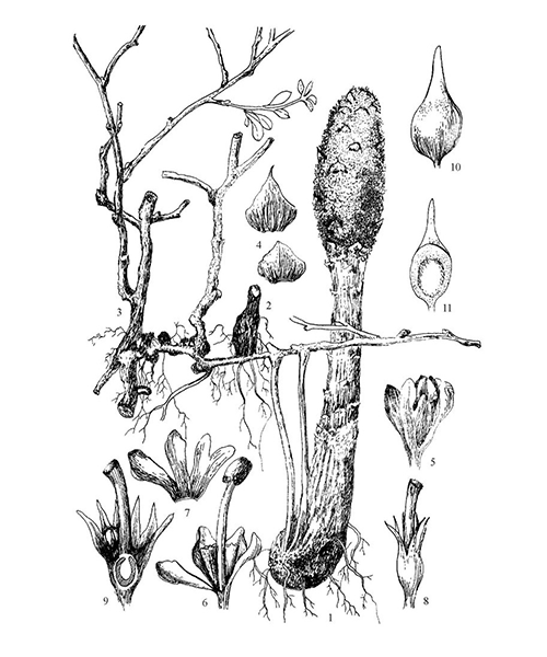 Natural compounds from  Cynomorium songaricum